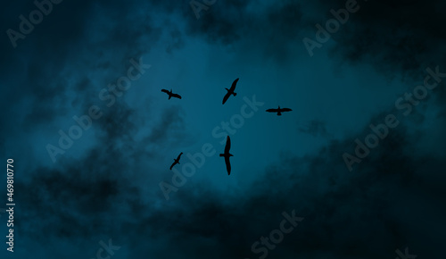 On the eve of storm. Vector illustration background of seagulls flying in the dark blue thunder sky. Stormy weather with black realistic clouds. © vellot