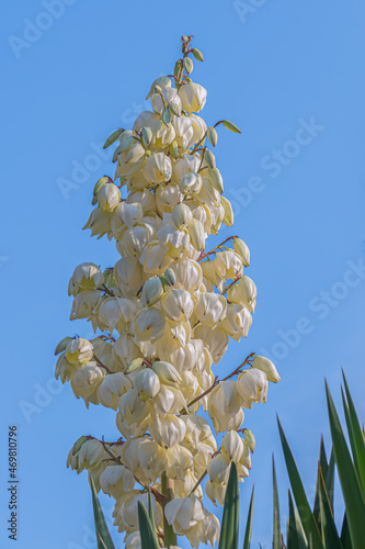 yucca elephantipes flowers on blue sky outdoors