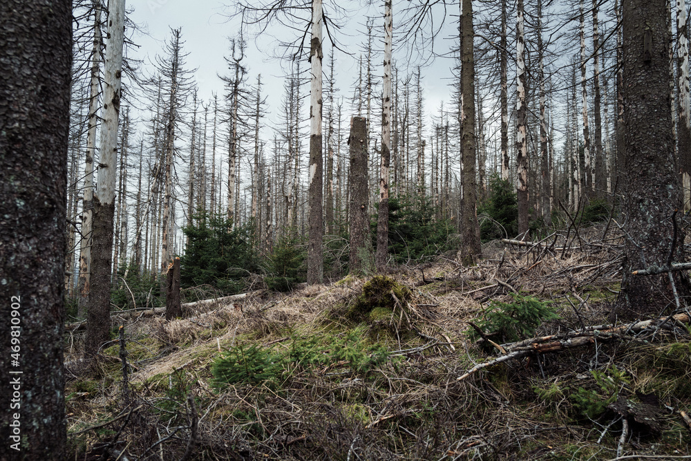 Baumsterben im Harz eine Katastrophe Baumsterben im Harz eine Katastrophe