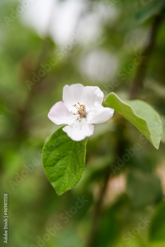 Shrub plant Rosaceae white flowers