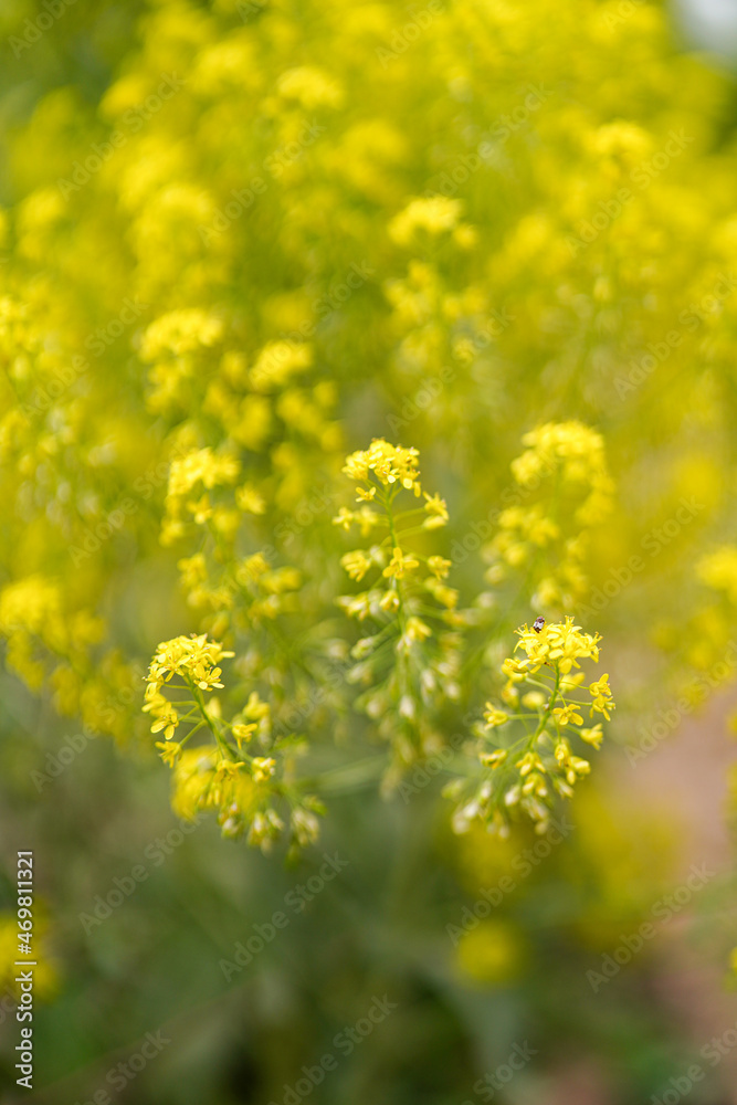 Yellow rape flowering outdoor beautiful plants Yellow rape flowering outdoor beautiful plants