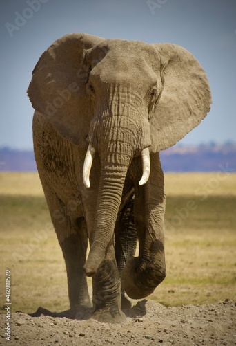Elephants of Kenyas National Parks