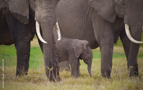 Elephants of Kenyas National Parks © Tom Zugschwert