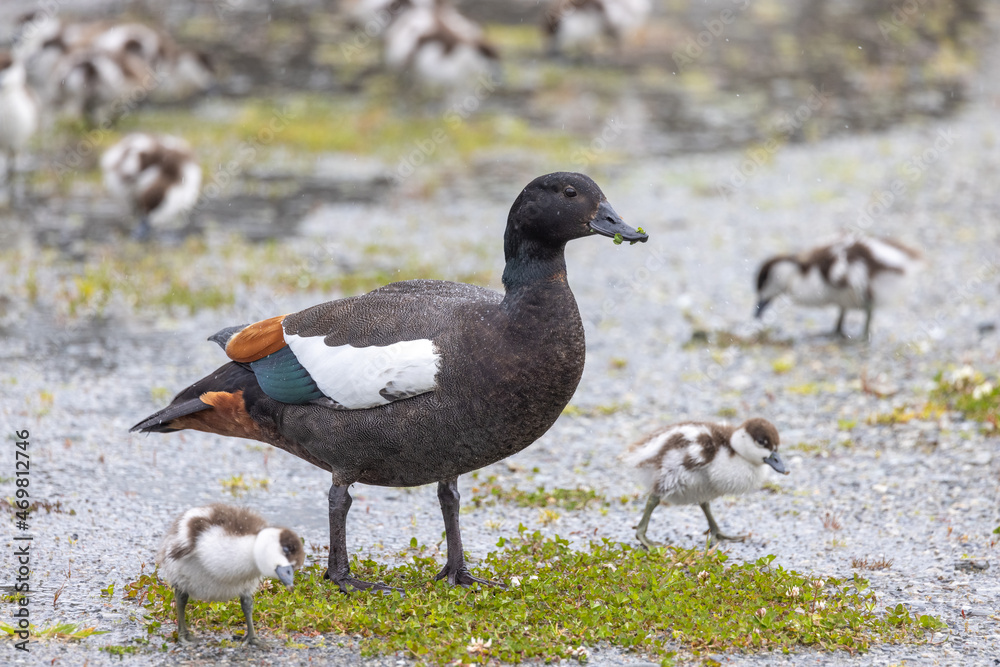 Paradise Shelduck Endemic to New Zealand Paradise Shelduck Endemic to New Zealand