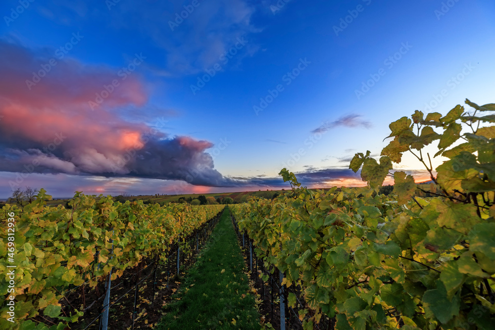 Fototapeta premium Weinberge unterhalb von St. Martin in der Pfalz 
