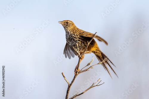 South Island Fernbird, Endemic to New Zealand photo