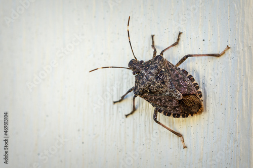 A brown stink bug clings to outdoor siding in the autumn sunlight.