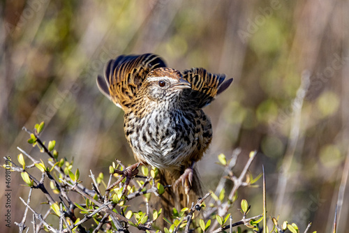 South Island Fernbird, Endemic to New Zealand © Imogen