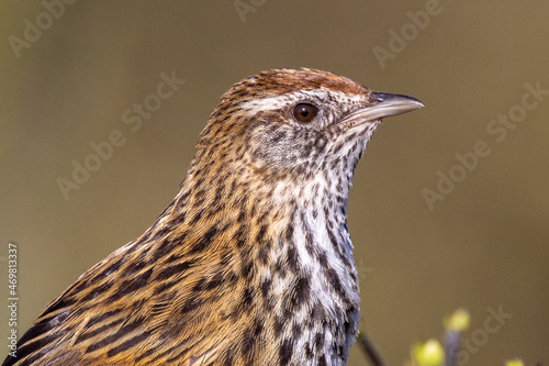 South Island Fernbird, Endemic to New Zealand