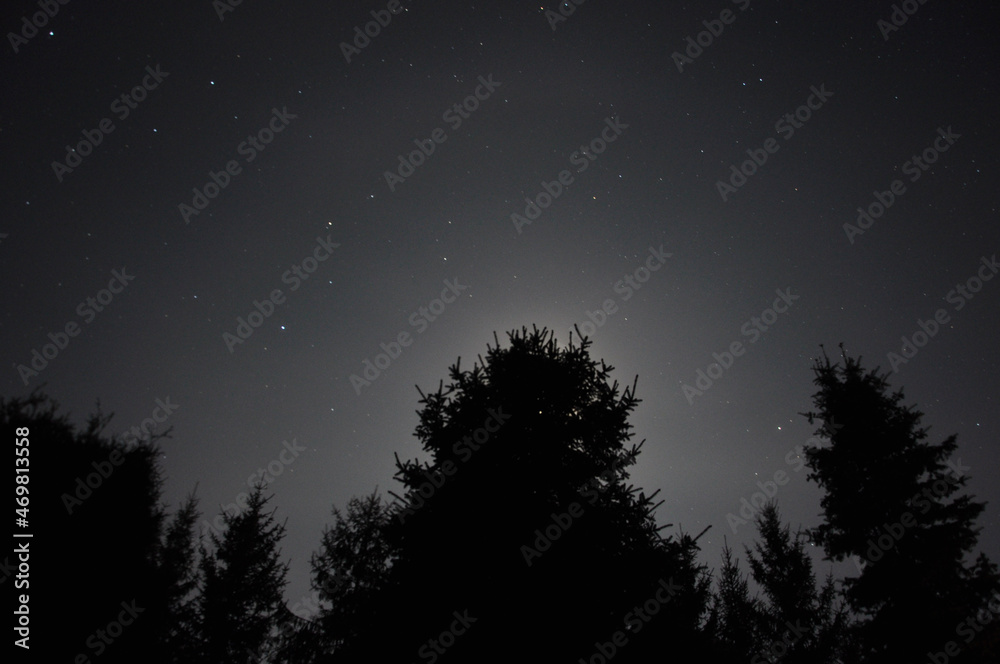 night in the forest night in the forest