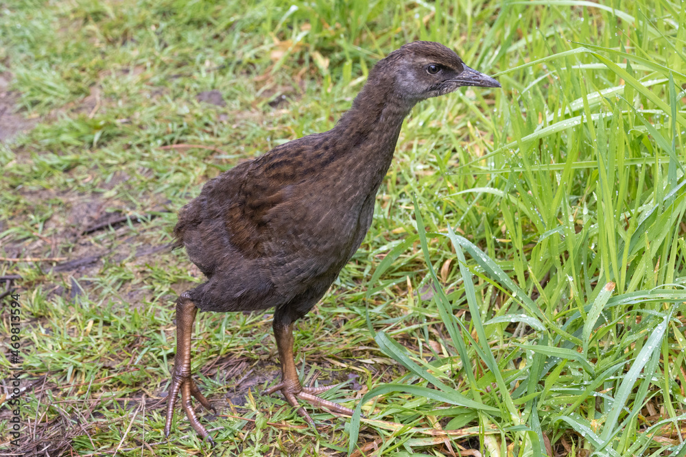 Weka, Endemic Rail of New Zealand Weka, Endemic Rail of New Zealand