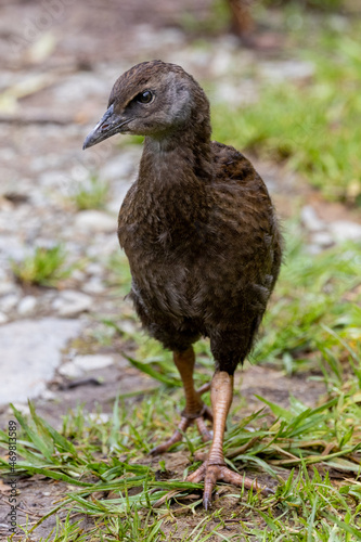 Weka, Endemic Rail of New Zealand