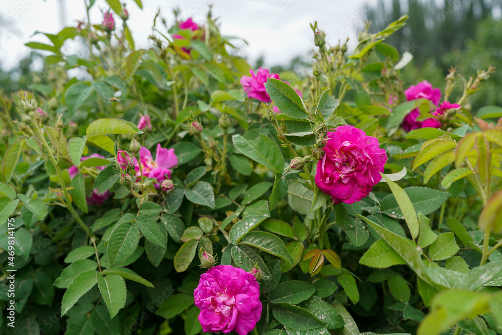 Rose Garden Damascus Rose Bulgarian variety
