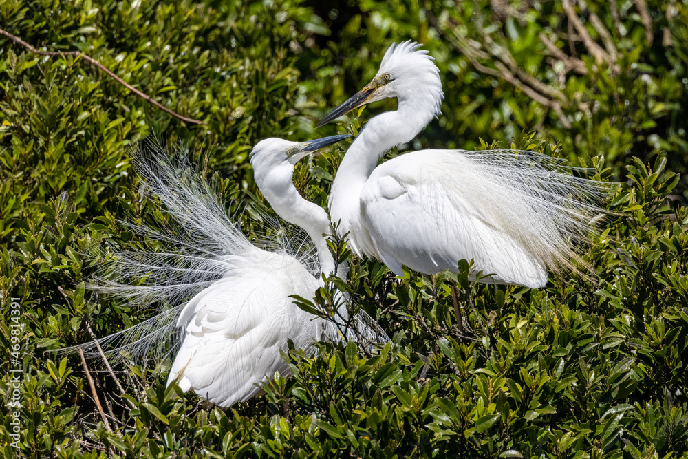 White Heron at Breeding Colony in Okarito, New Zealand White Heron at Breeding Colony in Okarito, New Zealand