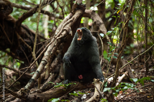 An adult Celebes crested macaque shows its teeth, Tangkoko National Park, Indonesia © Denys