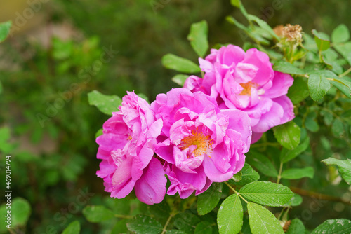 Fototapeta Naklejka Na Ścianę i Meble -  Delicate pink roses in the sun