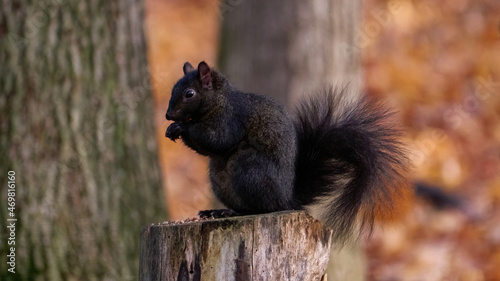 squirrel in the park