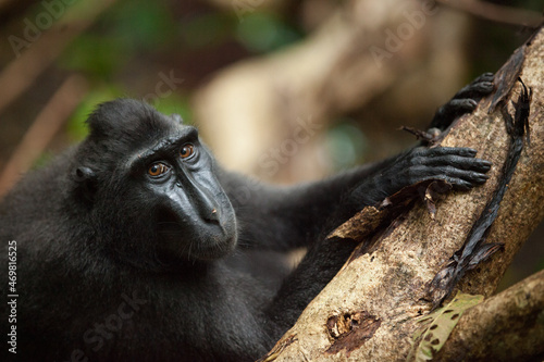 Portrait of macaca nigra looking in the camera photo