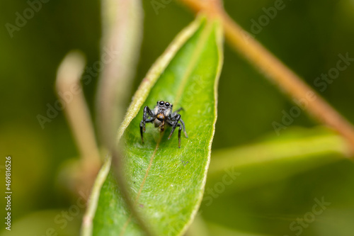 inseto macro aranha fofinha