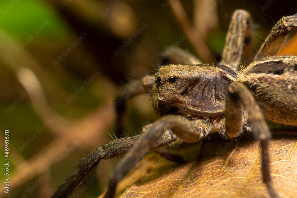 inseto macro aranha fofinha natureza inseto macro aranha fofinha natureza