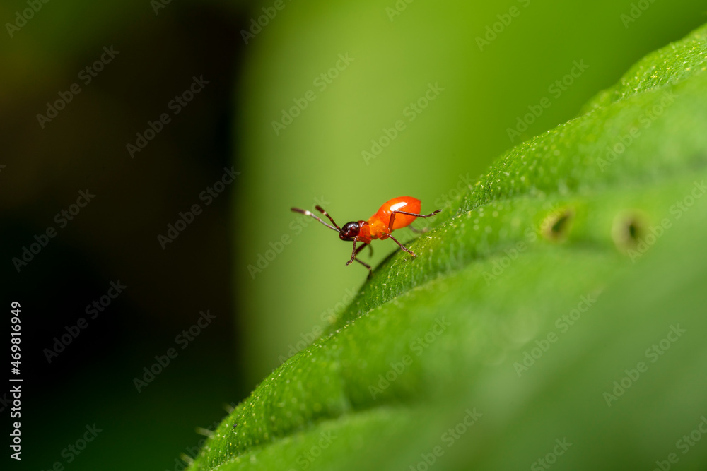 inseto macro inseto macro