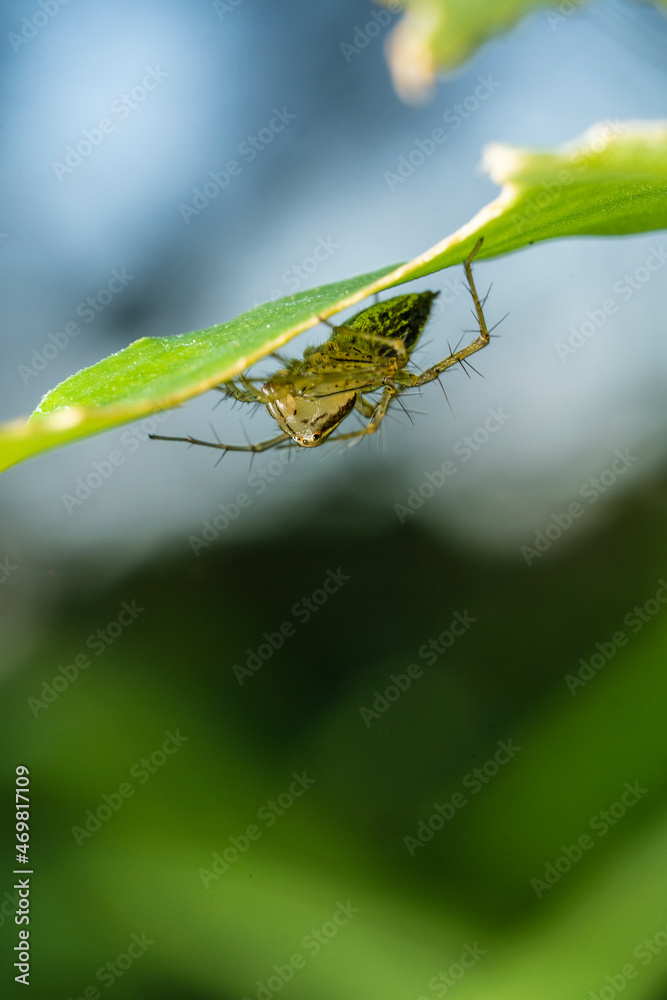 inseto macro aranha fofinha natureza inseto macro aranha fofinha natureza