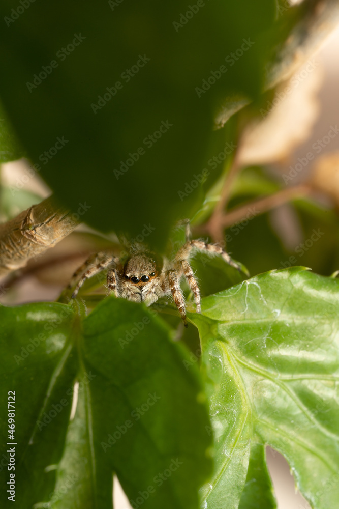 Fototapeta premium inseto macro aranha fofinha natureza