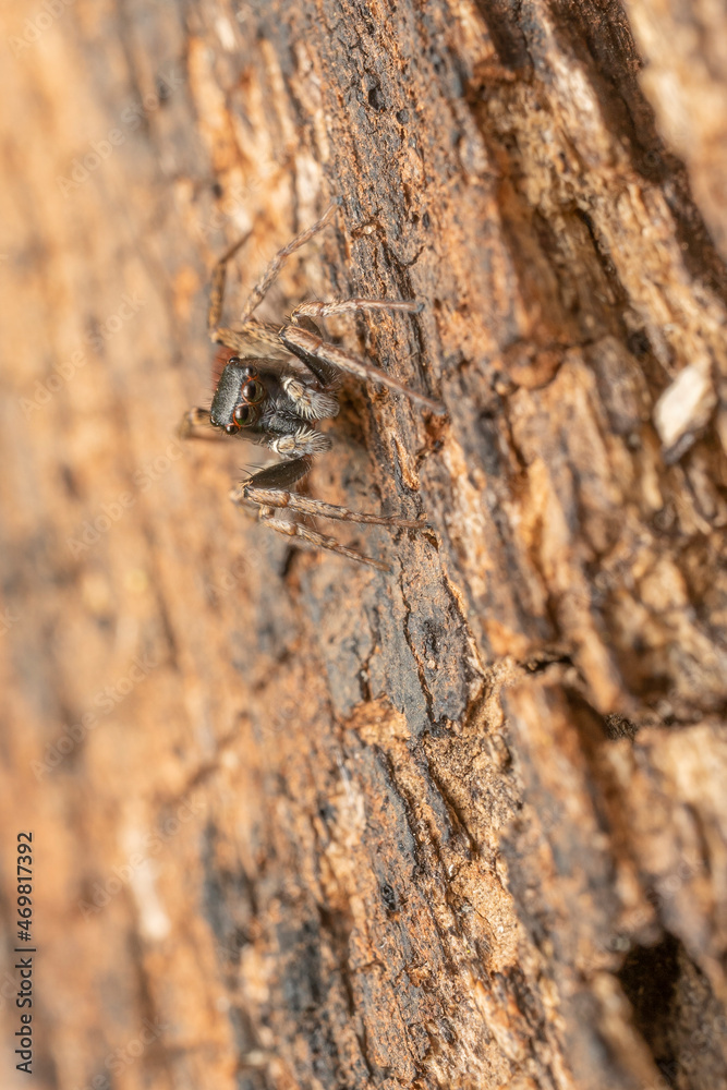 inseto macro aranha fofinha natureza inseto macro aranha fofinha natureza