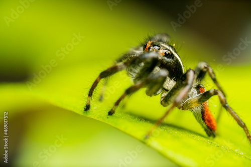inseto macro aranha fofinha natureza