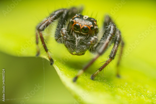 inseto macro aranha fofinha natureza © Paulo Sato