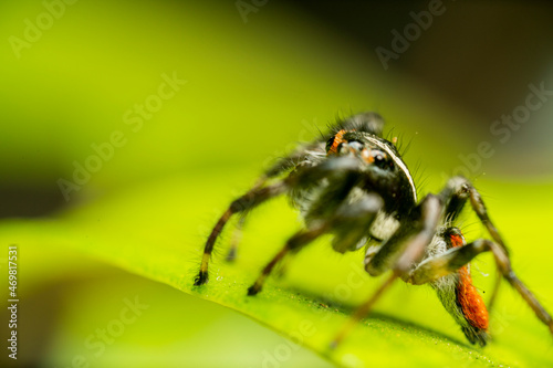inseto macro aranha fofinha natureza