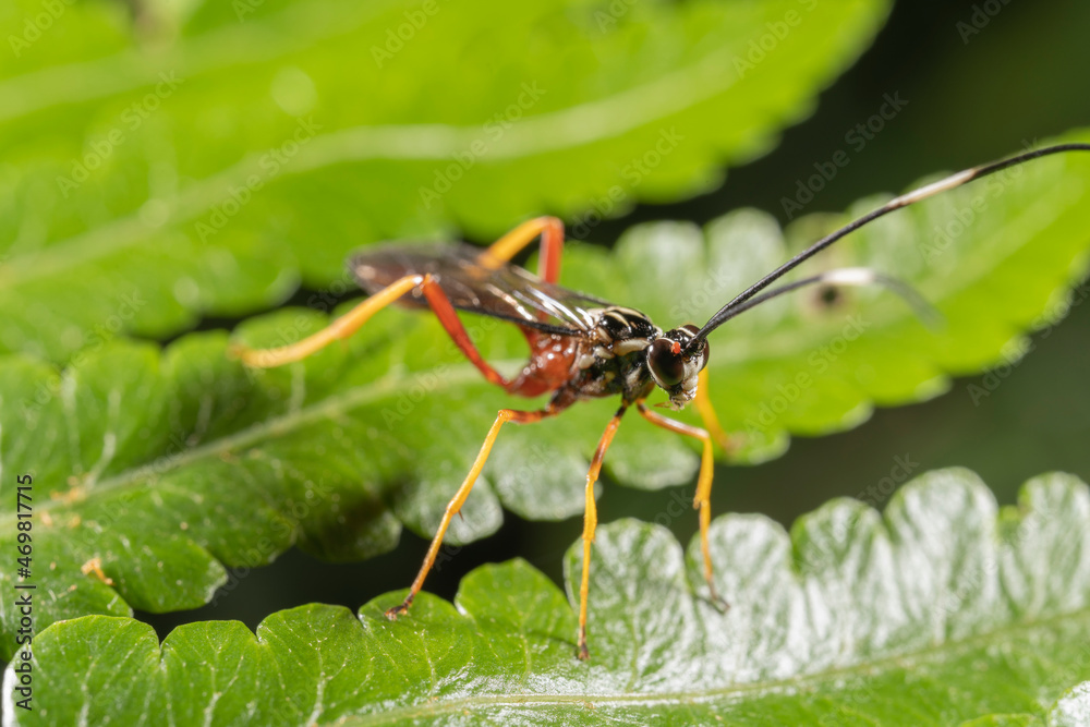 inseto macro abelha