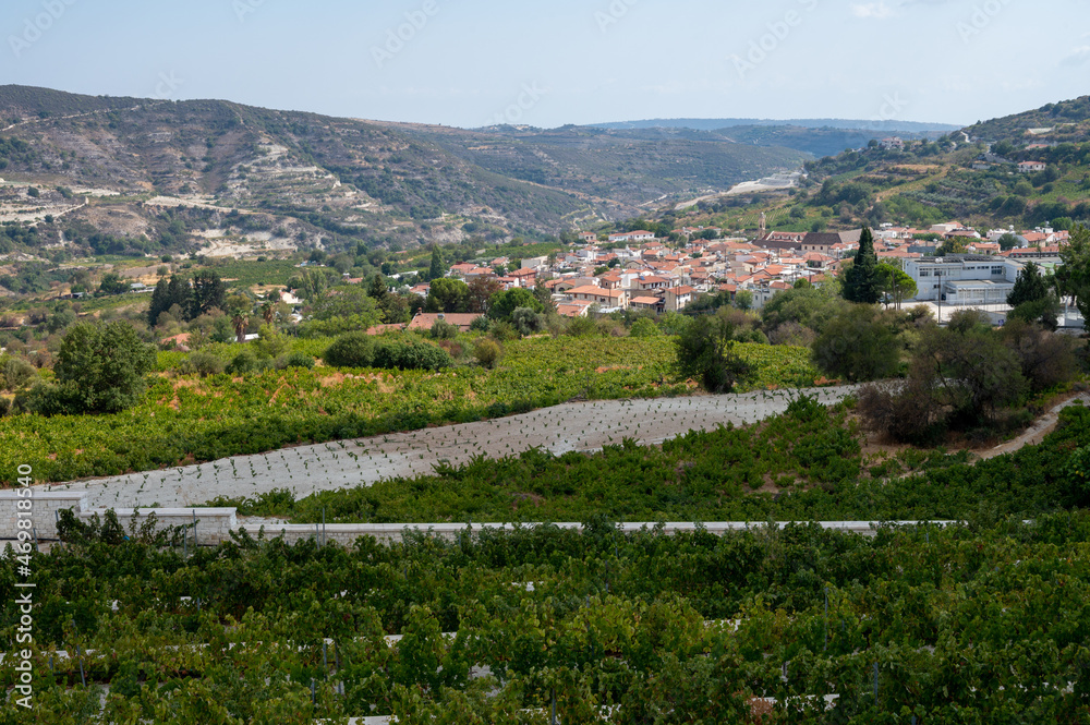 Fototapeta premium Wine industry on Cyprus island, view on Cypriot vineyards with growing grape plants on south slopes of Troodos mountain range near Omodos village