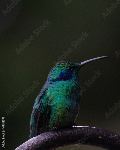 hummingbird on a branch in Costa Rica 