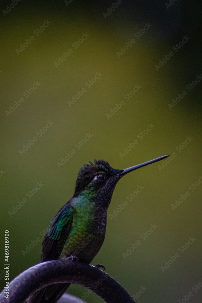 Obraz premium hummingbird on a branch with a green background 