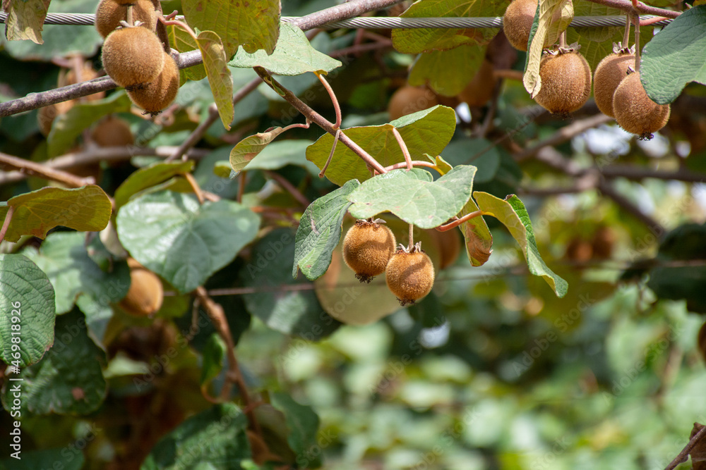 Obraz premium New harvest of ripe green kiwi fruits in orchard