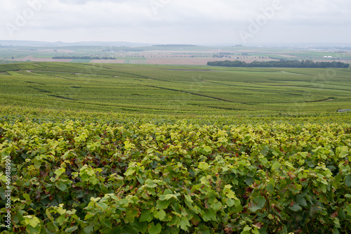 View on green pinot noir grand cru vineyards of famous champagne houses in Montagne de Reims near Verzenay, Champagne, France