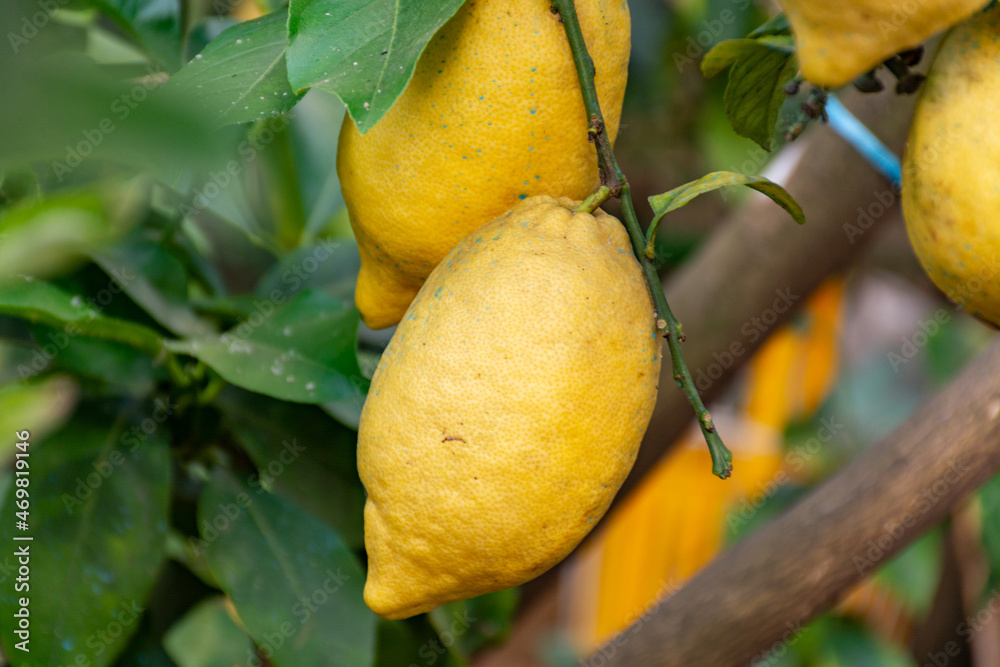 Yellow ripe organic lemons citrus fruits hanging on lemon tree