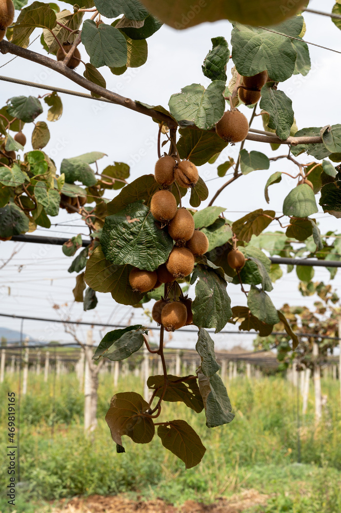 New harvest of ripe green kiwi fruits in orchard New harvest of ripe green kiwi fruits in orchard