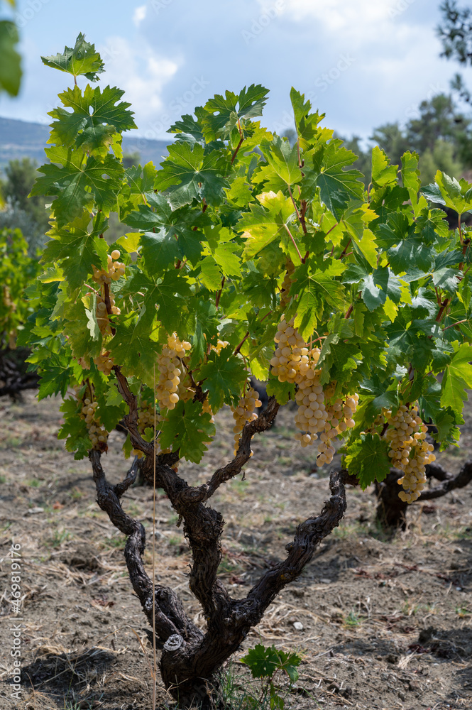 Wine industry on Cyprus island, bunches of ripe white grapes hanging on Cypriot vineyards located on south slopes of Troodos mountain range.