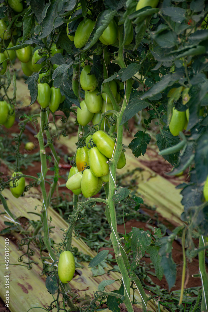 Growing of san marzano salad or sauce tomatoes in greenhouses in Lazio, Italy