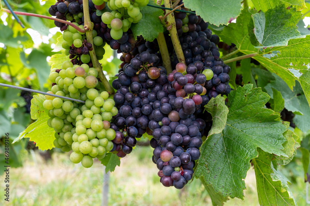 Pinot noir wine grapes ripening on grand cru vineyards of famous champagne houses in Montagne de Reims near Verzenay, Champagne, France