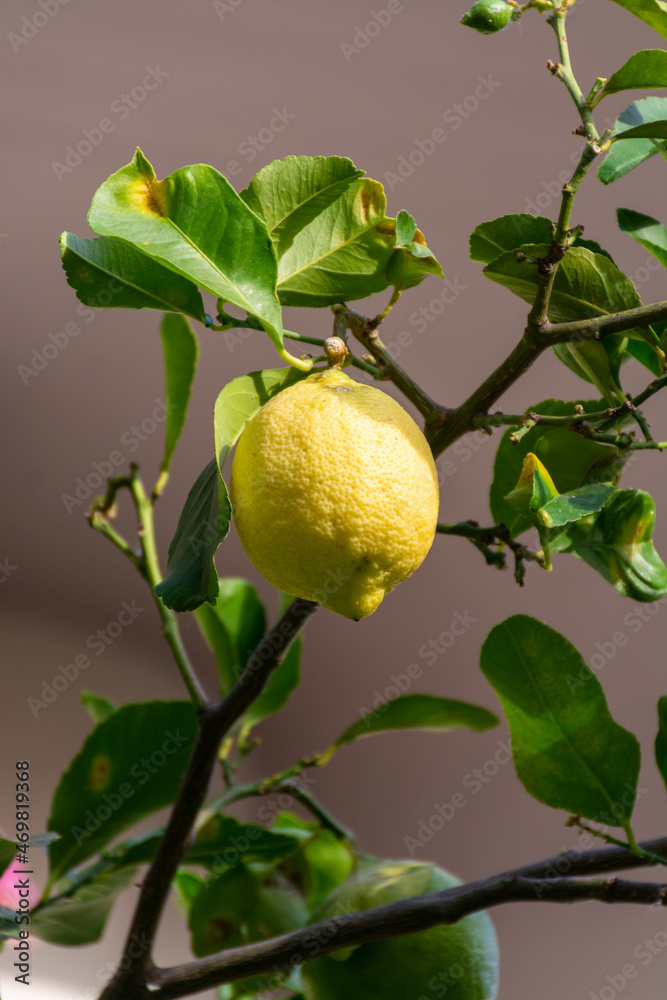 Yellow ripe organic lemons citrus fruits hanging on lemon tree