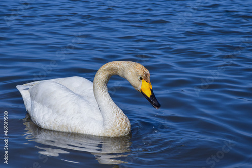 Close-up of a white swan on the background of the sea.