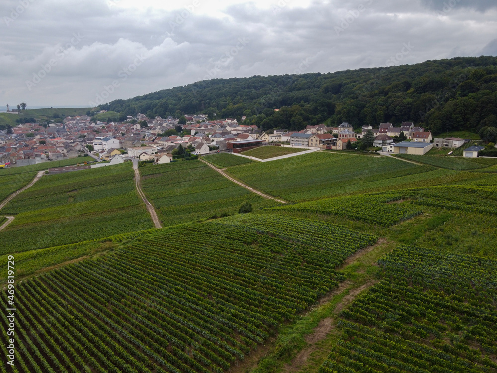 View on green pinot noir grand cru vineyards of famous champagne houses in Montagne de Reims near Verzenay, Champagne, France