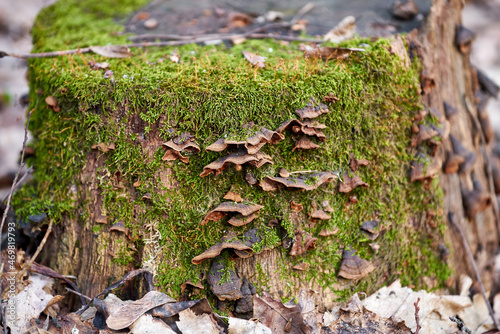 Fungus on a tree stump covered with moss in a spring forest