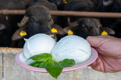 White balls of Italian soft cheese Mozzarella di Bufala Campana and Mediterrane Italiana buffalo raised on Italian cheese farm for production of buffalo milk on backgroud photo