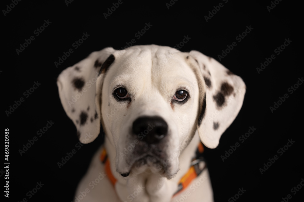 Black with white spotted dog Sam sits for portrait in studio