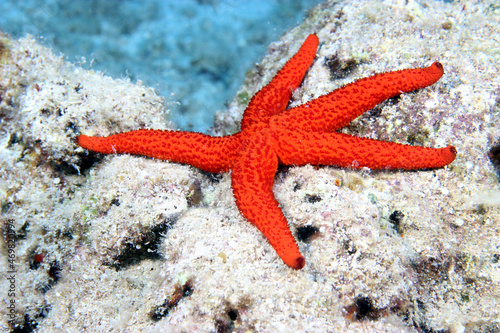 star fish on the rock.