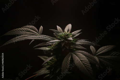closeup of growing marijuana bud